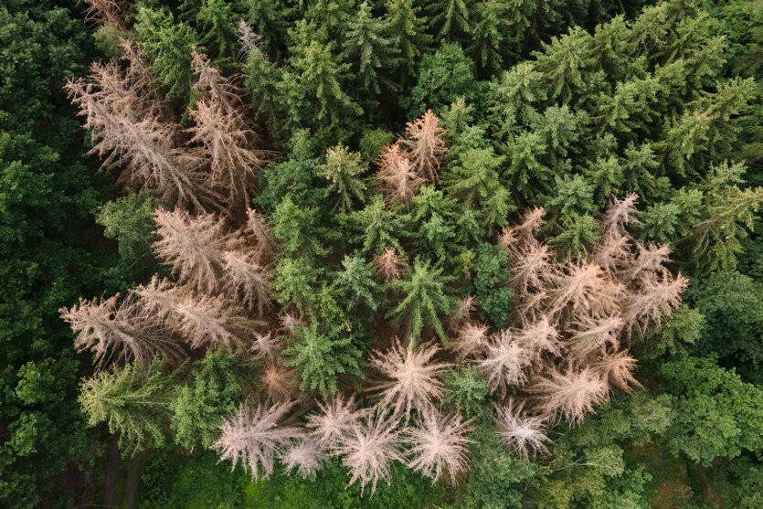 Blick von oben auf vom Borkenkäfer befallene Fichten in einem Waldstück am Rande der Sächsischen Schweiz