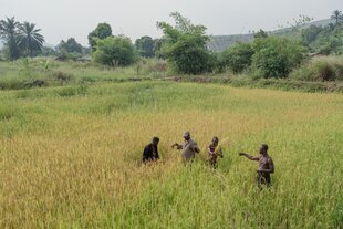 Vier Menschen stehen in einem Feld