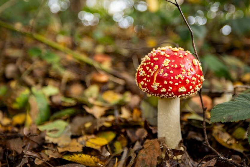 Ein Fliegenpilz steht auf einem Waldboden