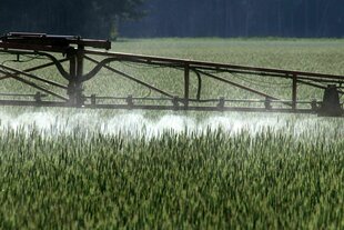 Ein Landwirt versprüht mit einem Spezialgerät Pflanzenschutzmittel über ein Roggenfeld