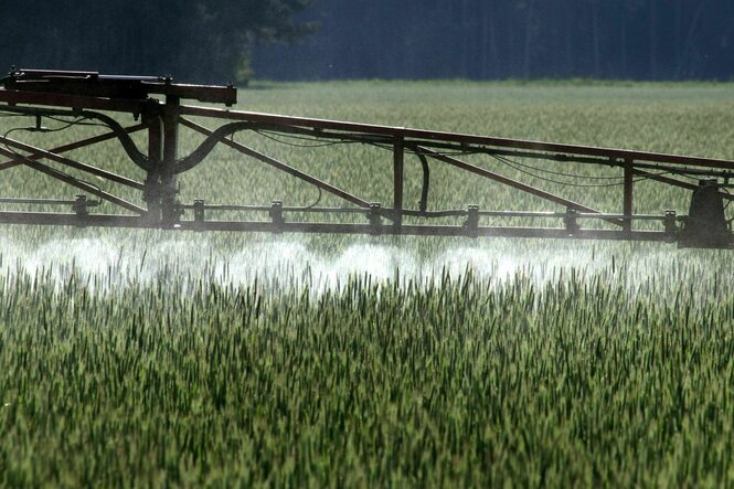 Ein Landwirt versprüht mit einem Spezialgerät Pflanzenschutzmittel über ein Roggenfeld