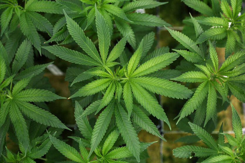 Cannabis-Pflanzen