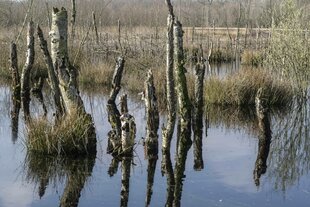 Die Stämme abgestorbener Birken und Schilfgras ragen aus einem halb-feuchten Moor heraus. Der blaue Himmel spiegelt sich in der Wasseroberfläche.