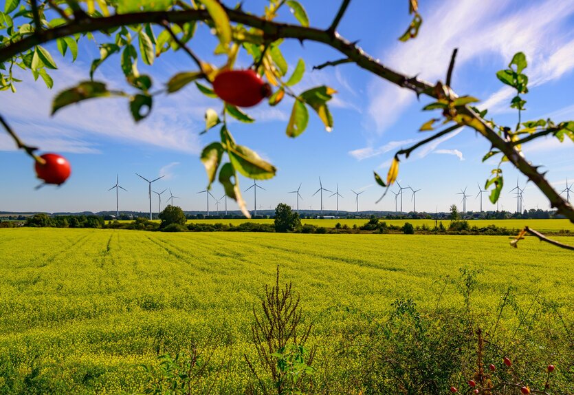 Windanlagen hinter Ast