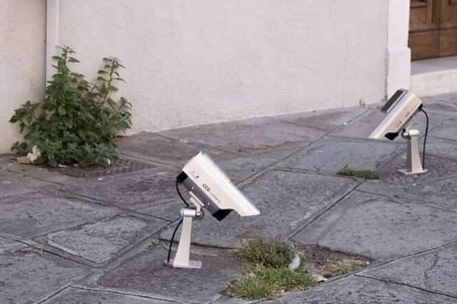 Überwachungskameras sind aus nächster Nähe auf kleine Pflanzeninseln gerichtet, die in den Fugen von Steinplatten vor einer Häuserwand wachsen.