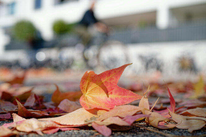 Ein Radfahrer fährt an auf dem Boden liegenden, herbstlich verfärbten Blättern vorbei