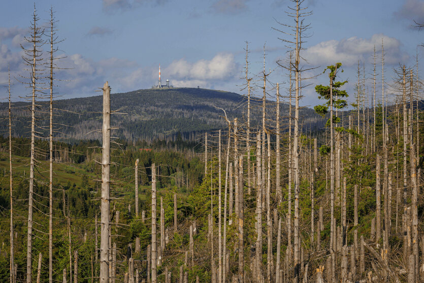Kahle Fichten im Harz vor Panorama des Brocken