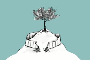 Olivenbaum auf einem Hügel umgeben von einer Mauer
