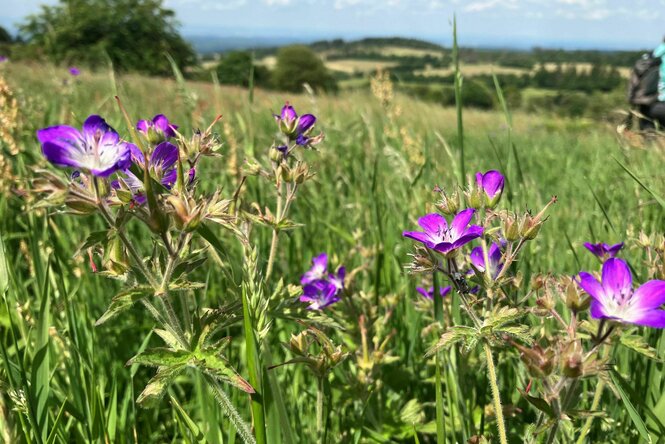 Eine Blumenwiese im Vogelsberg