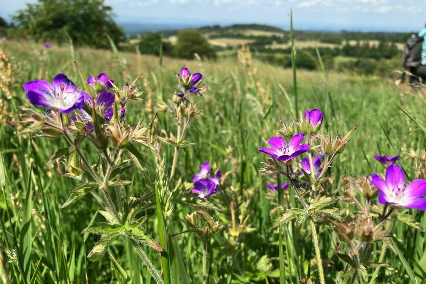 Eine Blumenwiese im Vogelsberg