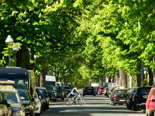 Das Foto zeigt eine Straße mit parkenden Autos und Straßenbäumen mit dichtem grünem Blattwerk.