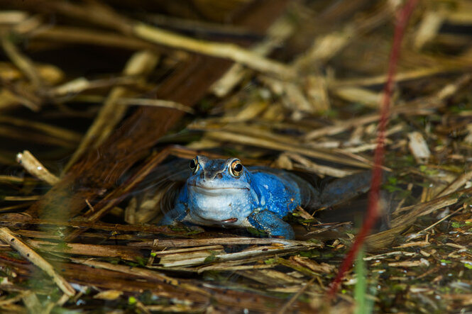 Ein blauer Moorfrosch sitzt im Unterholz