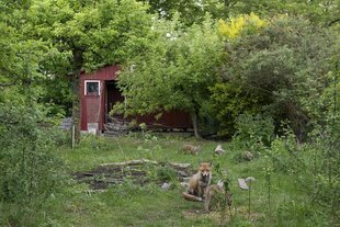Ein Garten mit einer Laube und mehreren Füchsen