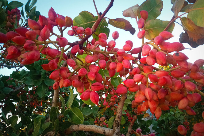 Frische Pistazien am Baum vor der Ernte