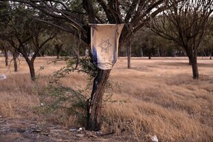 Eine staubige israelische Fahne hängt an einem Baum