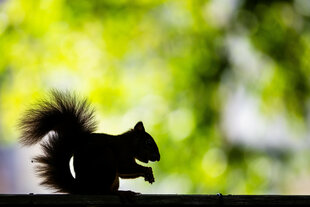 Im Schatten eines Baumes ist die Silhouette eines Eichhörnchens zu sehen, das eine Eichel frisst