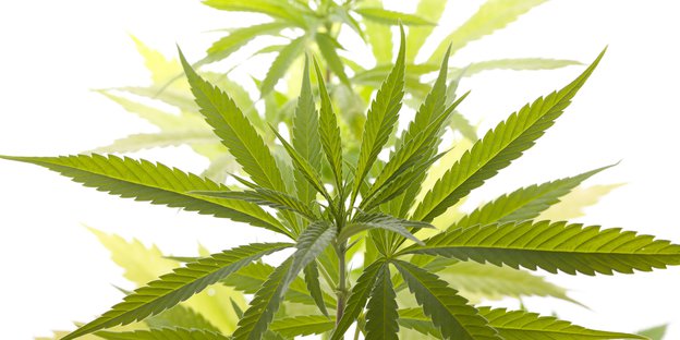 Eine Marihuana-Pflanze vor hellem Hintergrund