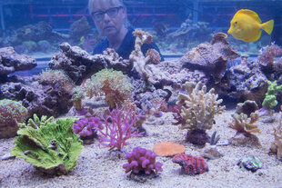 Großes Aquarium mit bunten Korallen und Fischen