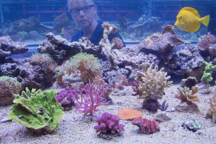 Großes Aquarium mit bunten Korallen und Fischen
