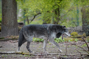 Ein freilaufender Wolf im Wald