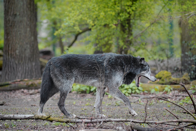 Ein freilaufender Wolf im Wald