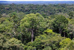 Regenwald in Brasilien