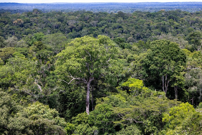 Regenwald in Brasilien