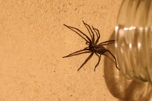 Eine Spinne wird mit einem Glas eingefangen.