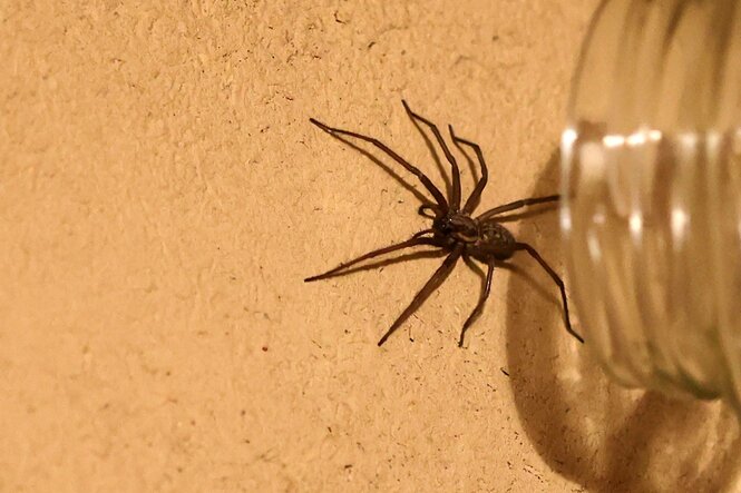 Eine Spinne wird mit einem Glas eingefangen.