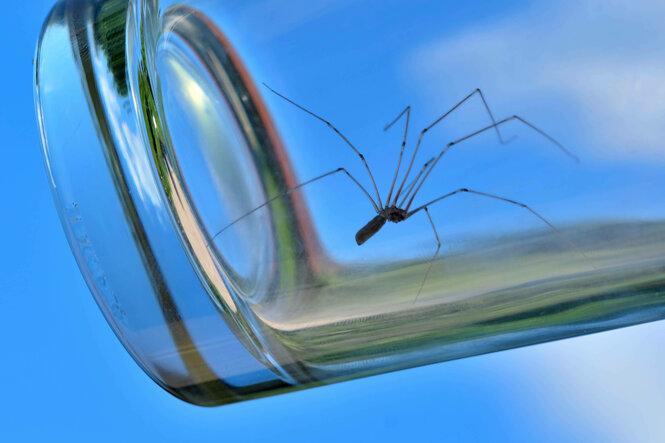 Eine Spinne in einem Glas.