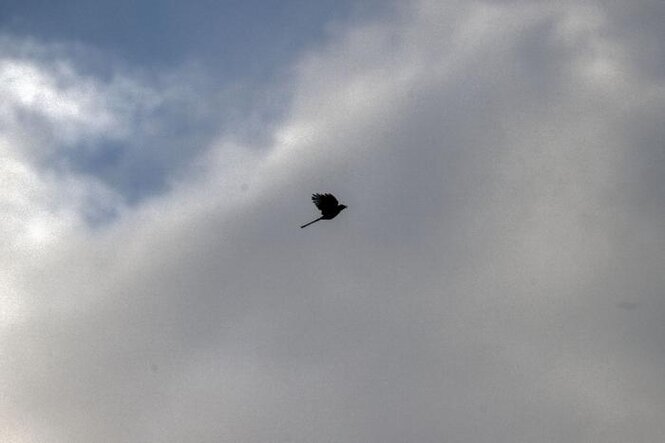 Ein Vogel fliegt vor Wolken in den Himmel.