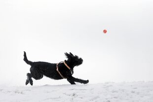 Ein Hund läuft hinter einem Ball her