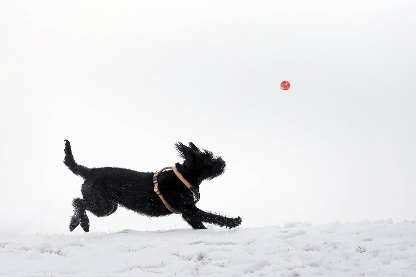 Ein Hund läuft hinter einem Ball her