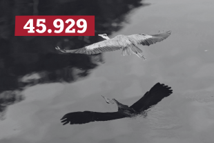 Ein Reiher fliegt bei leicht bewölktem Himmel am Ufer des Neckar und spiegelt sich im Wasser.