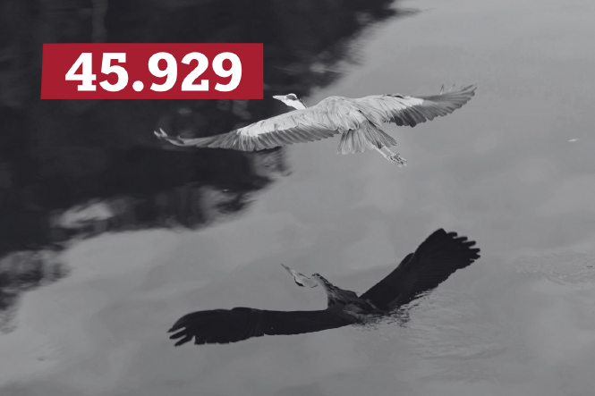 Ein Reiher fliegt bei leicht bewölktem Himmel am Ufer des Neckar und spiegelt sich im Wasser.