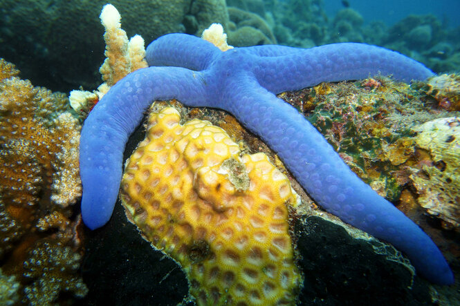 Blauer Seestern