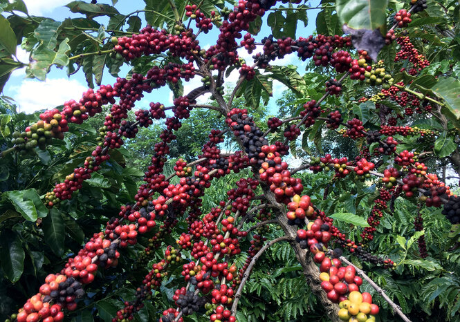 An den Ästen einer Kaffeepflanze, die weit in den blauen Himmel hinaufragt, wachsen zahlreiche rote und gelbe Kaffefrüchte. Die Blätter der Pflanze sind saftig grün.
