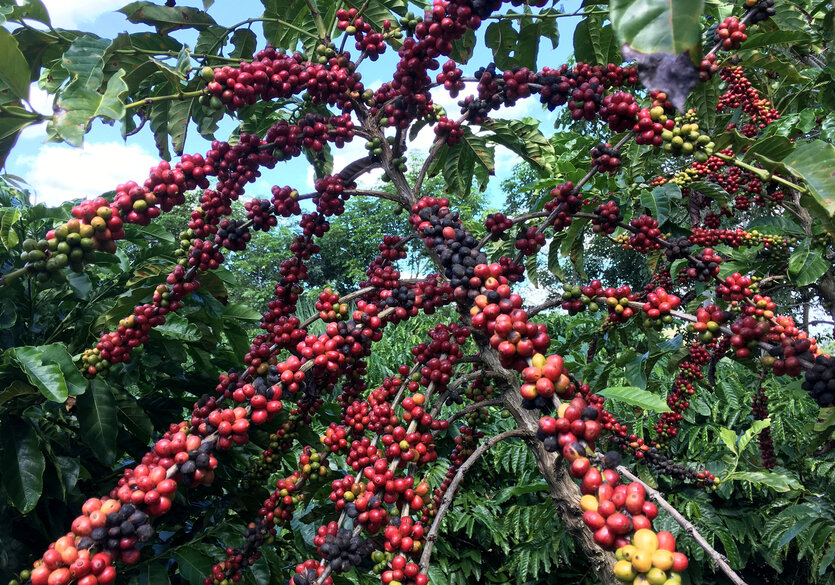 An den Ästen einer Kaffeepflanze, die weit in den blauen Himmel hinaufragt, wachsen zahlreiche rote und gelbe Kaffefrüchte. Die Blätter der Pflanze sind saftig grün.