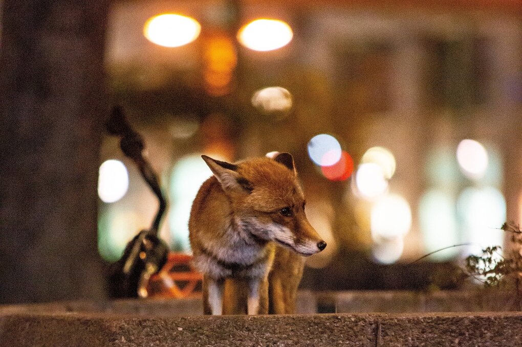 Ein Fuchs am Berliner Alexanderplatz in der Nacht
