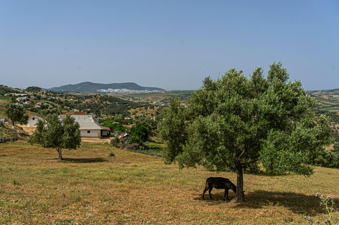 Landschaft mit Olivenbäumen