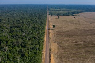 Luftaufnahme einer Straße, die gerade durch ein Regenwaldgebiet führt. Das Waldstück links der Straße ist noch dicht und grün, voller Bäume - rechts der Straße wurde eine große Fläche gerodet. Das Feld, das dort entstanden ist, ist trocken und bräunlich. Der Himmel am Horizont ist blau.