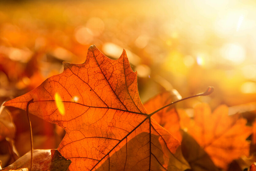 Blätter der Platane im orangen Sonnenlicht