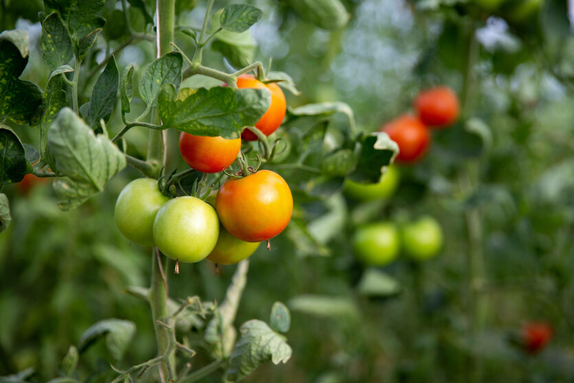 Biotomaten in einem Gewächshaus
