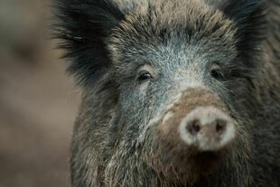 Frontalnahaufnahme eines Wildschweins