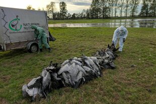 Helfer sammeln im Linumer Teichland tote Kraniche