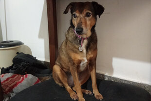 Ein Hund