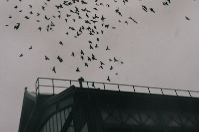 Vogelschwarm vor grauem Himmel