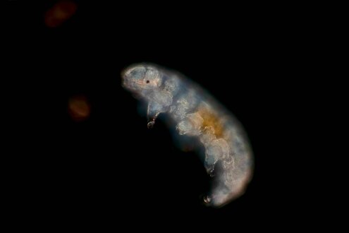 Ein Bärtierchen unter dem Mikroskop