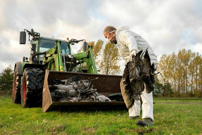 Ein Helfer sammelt einen toten Kranich auf und wirft ihn in eine Traktorschaufel
