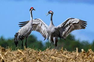 Zwei Kraniche (Grus grus) stehen auf einem abgeernteten Maisfeld, der eine spannt seine Flügel